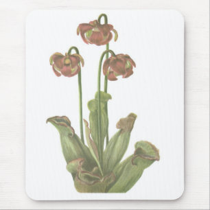 Tapis De Souris Plante carnivore - Sarracenia purpurea