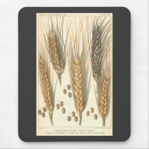 Tapis De Souris Plante de blé résistant à la sécheresse, Agricultu
