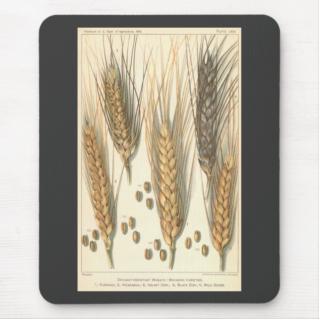 Tapis De Souris Plante de blé résistant à la sécheresse, Agricultu (Devant)