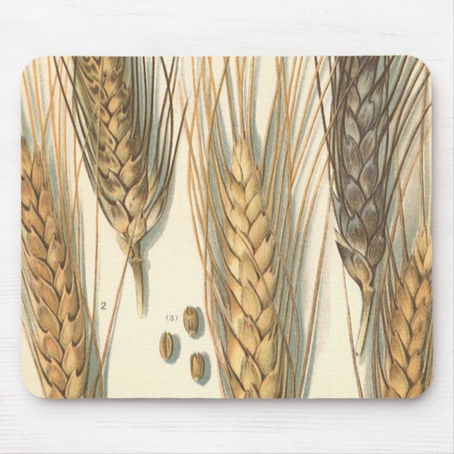 Tapis De Souris Plante de blé résistante à la sécheresse, agricult (Devant)
