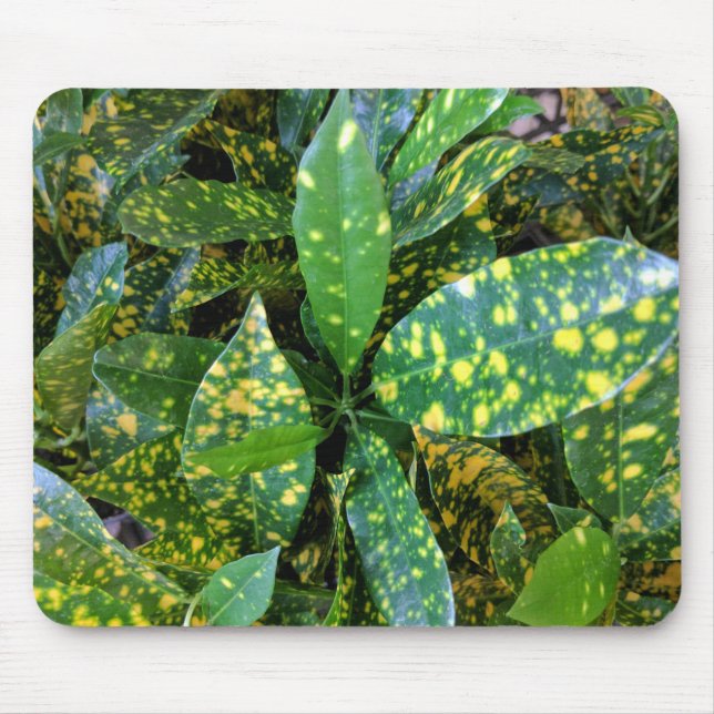 Tapis De Souris Plante de Croton (Devant)