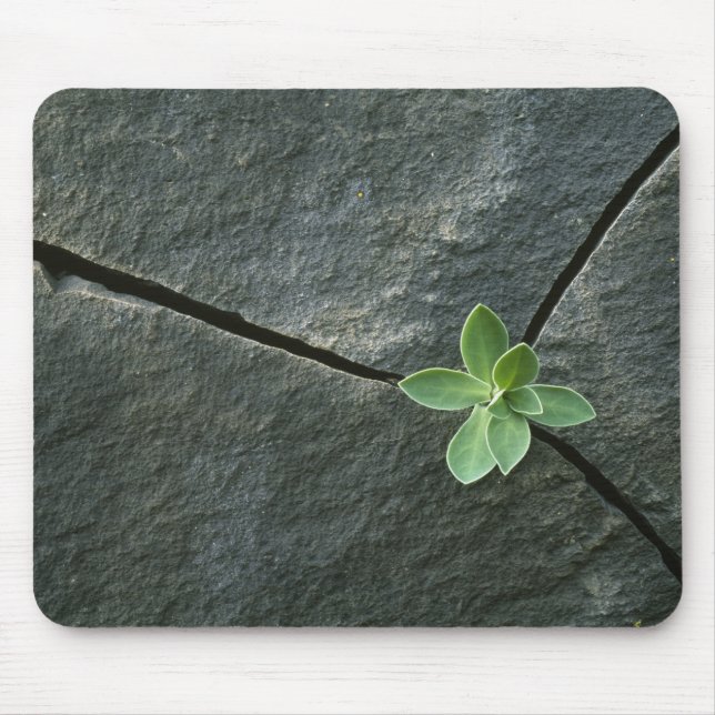 Tapis De Souris Plante s'élevant à Boulder criqué (Devant)