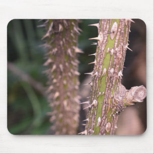 Tapis De Souris Plante Stem Thorns Nature Park Photographie