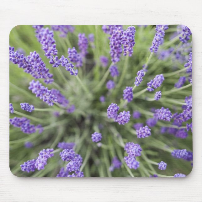 Tapis De Souris Plantes de lavande (Devant)