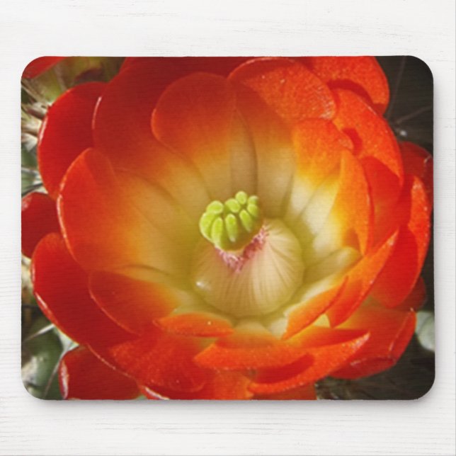 Tapis De Souris Plaque de souris Orange Cactus (Devant)