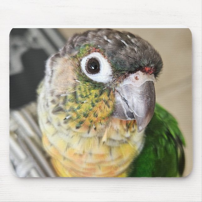 Tapis De Souris Plaque et tapis de bureau pour souris d'oiseaux (Devant)