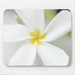 Tapis De Souris Plumeria blanche - Portrait macro