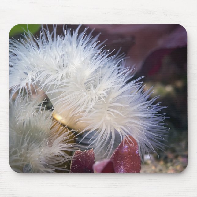 Tapis De Souris Plumose Anemone - Mousepad (Devant)