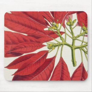 Tapis De Souris Poinsettia Pulcherrima (litho de couleur)