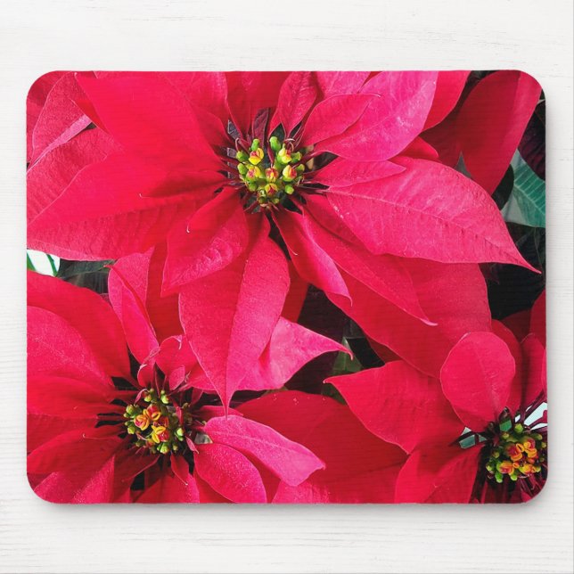 Tapis De Souris Poinsettias rouges (Devant)