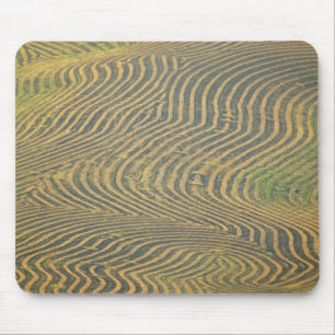 Tapis De Souris Pois lentilles andainés et en attente de récolte d