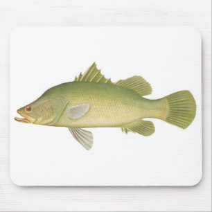 Tapis De Souris Poisson - Barramundi - Lates calcarifer