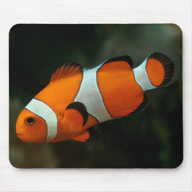 Tapis De Souris Poisson clown (Devant)