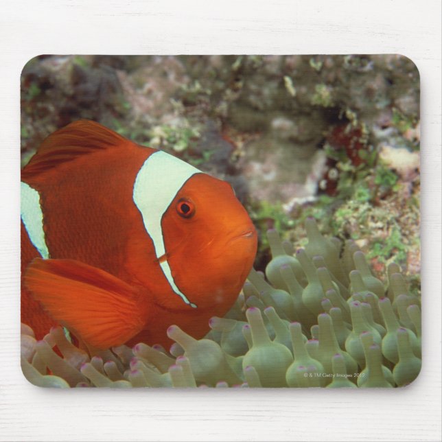 Tapis De Souris Poisson clown 2 (Devant)