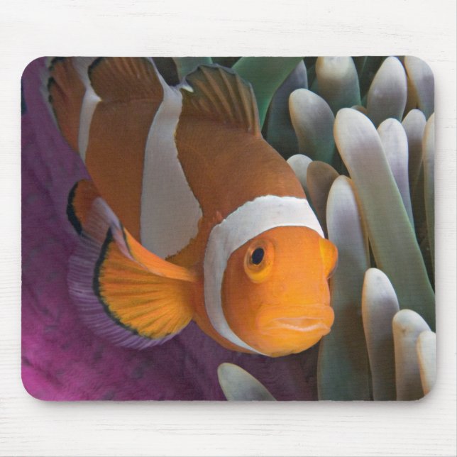 Tapis De Souris Poisson clown occidental (Devant)
