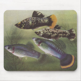 Tapis De Souris Poisson - Mollies - Phénops de Poecilia