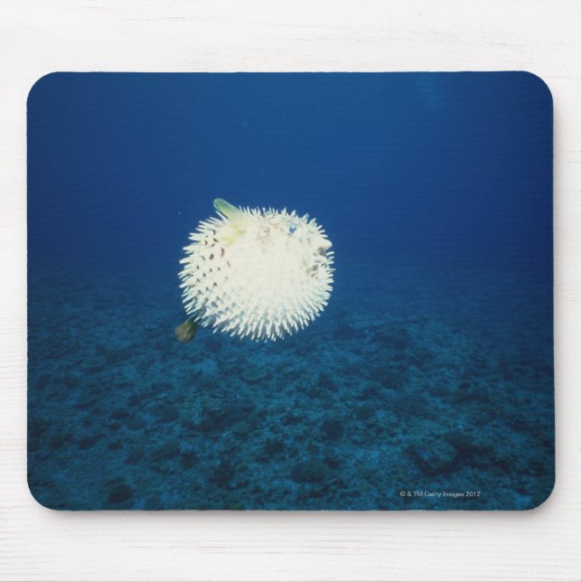 Tapis De Souris Poisson Porcupine (Devant)