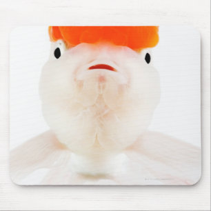 Tapis De Souris Poisson rouge à tête blanche (Carassius auratus)