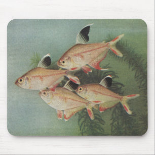 Tapis De Souris Poisson - Tetra rose - Hyphessobrycon rosaceus