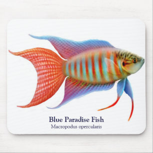 Tapis De Souris Poissons bleus Mousepad de paradis
