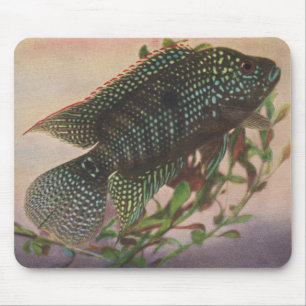 Tapis De Souris Poissons - octofasciatus de Jack Dempsey -