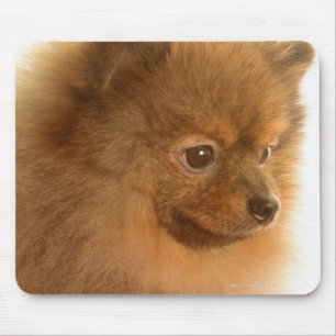Tapis De Souris Pomeranian