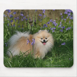 Tapis De Souris Pomeranian se tenant regardant l'appareil-photo