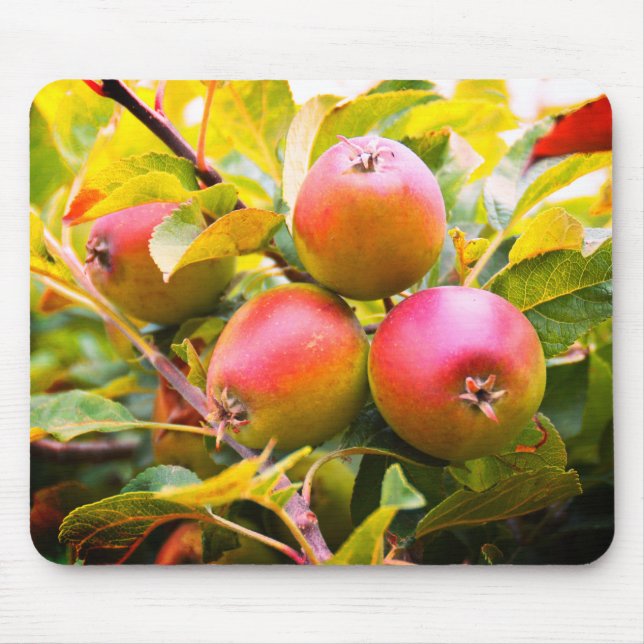 Tapis De Souris Pommes sur l'arbre (Devant)