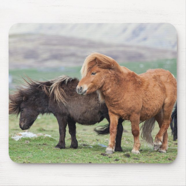 Tapis De Souris Poney Shetland, îles Shetland, Écosse 2 (Devant)