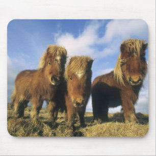 Tapis De Souris Poney Shetland, Shetland continentale,