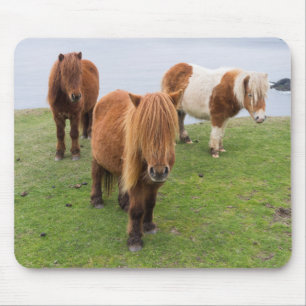 Tapis De Souris Poney Shetland sur le pâturage près de hautes fala