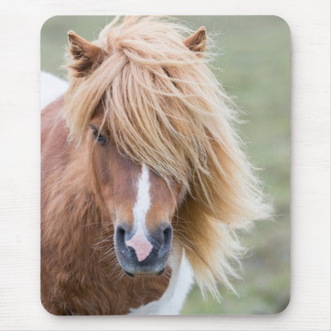 Tapis De Souris Poney Shetland sur l'île d'Unst (Devant)