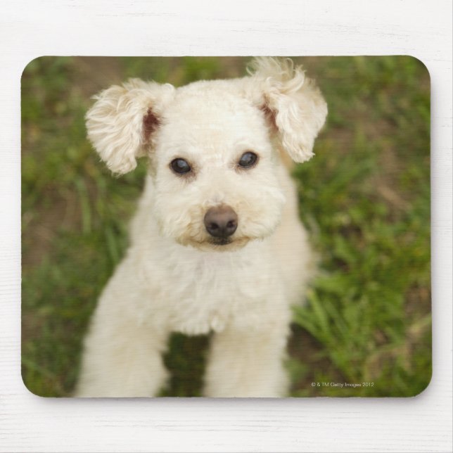 Tapis De Souris Poodle (blanc) (Devant)