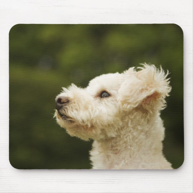 Tapis De Souris Poodle (blanc) 2 (Devant)