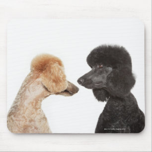 Tapis De Souris Poodles se regardant
