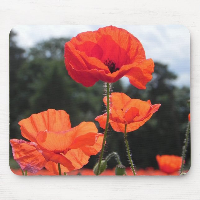 Tapis De Souris Poppy Field, beautiful blooms, (Devant)