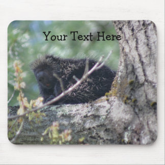 Tapis De Souris Porcupine Dans L'Arbre Nature Animale Photo Mousep