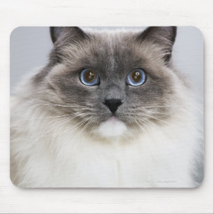 Tapis De Souris Portrait de chat de Ragdoll