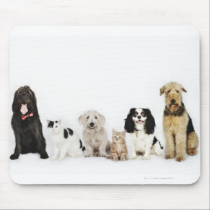 Tapis De Souris Portrait de chats et de chiens assis ensemble