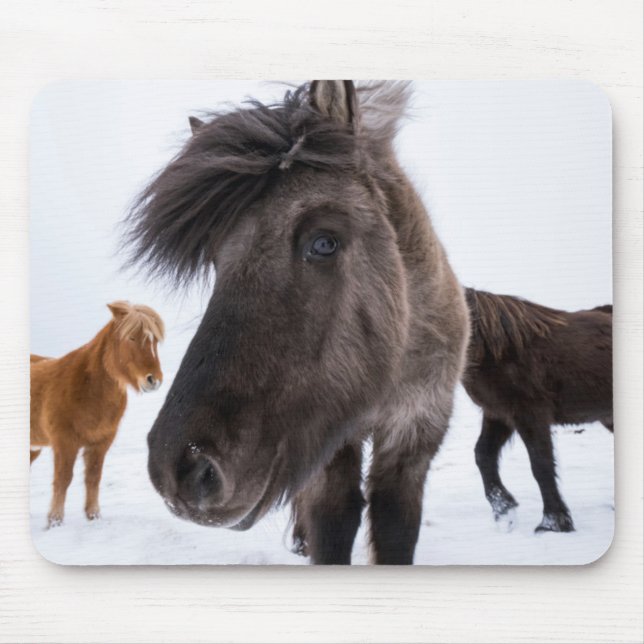 Tapis De Souris portrait de cheval islandais, Islande (Devant)