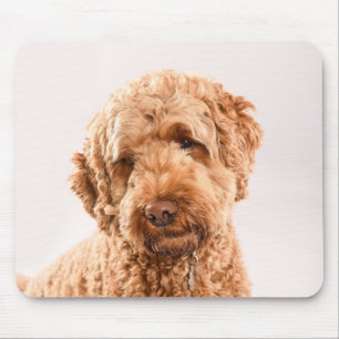 Tapis De Souris Portrait de Goldendoodle Studio