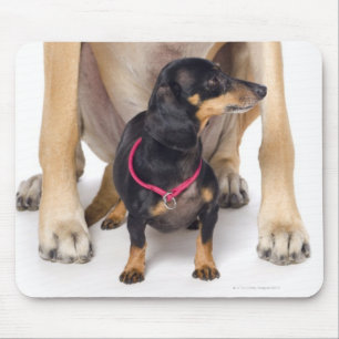 Tapis De Souris Portrait de great dane et de teckel
