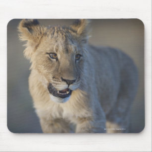 Tapis De Souris Portrait de Lion Cub (Panthera Leo), Namibie