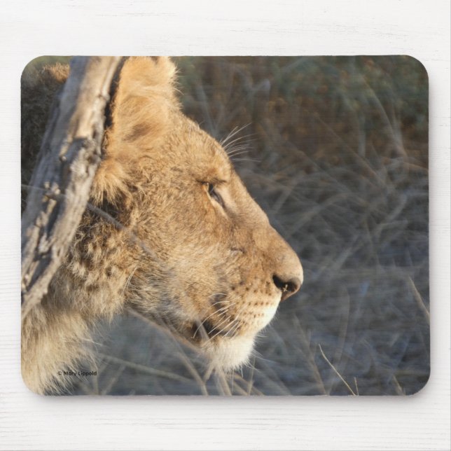 TAPIS DE SOURIS PORTRAIT DE LION MÂLE (Devant)