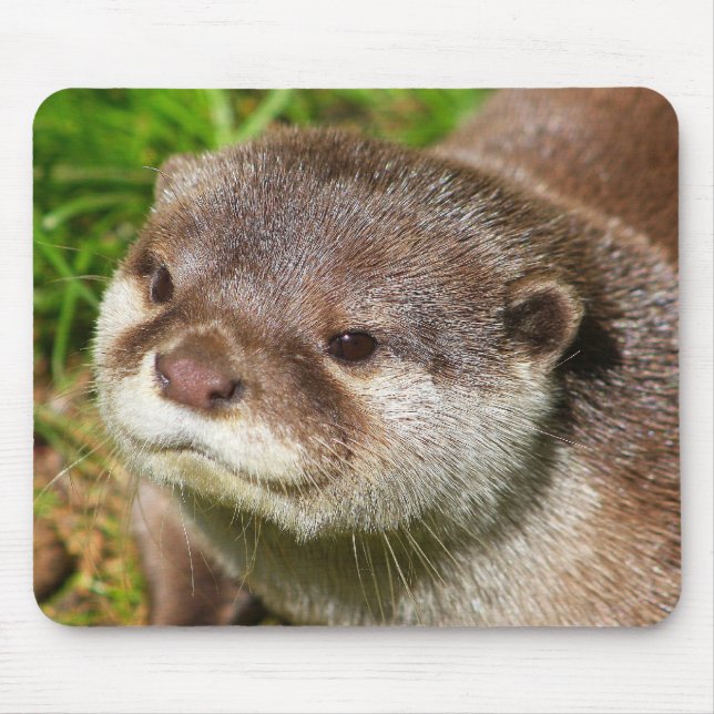 Tapis De Souris Portrait de loutre ....... (Devant)