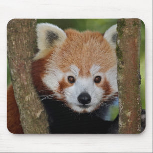 Tapis de souris portrait de Panda
