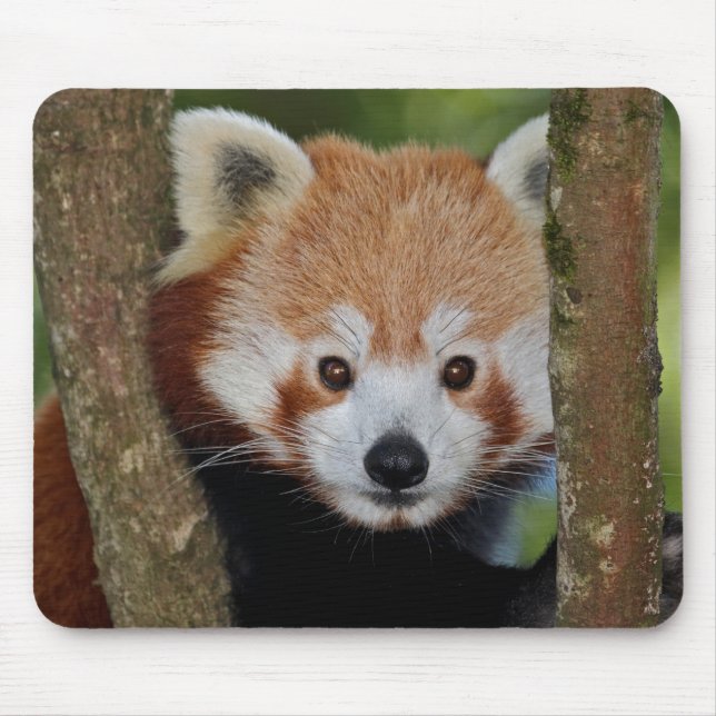 Tapis de souris portrait de Panda (Devant)