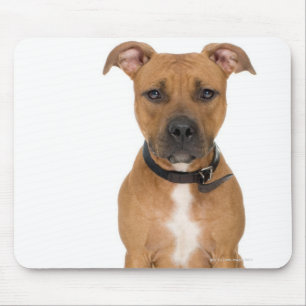 Tapis De Souris Portrait de studio américain pit bull puppy 3