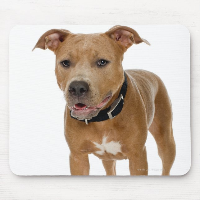 Tapis De Souris Portrait de studio American pit bull puppy 2 (Devant)