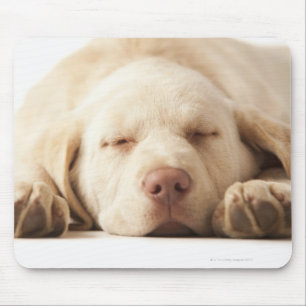 Tapis De Souris Portrait de studio de labrador retriever jaune